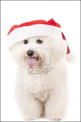 Celui-ci n'est-il pas mignon ?