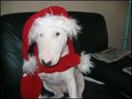 Voil encore un drle de Pre Nol :