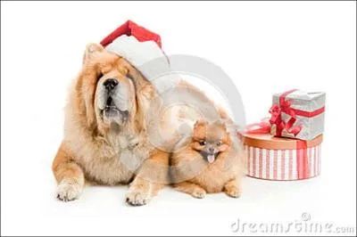 Quel est celui-l qui porte le chapeau ?