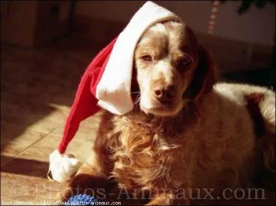 De quelle race est celui-ci ?