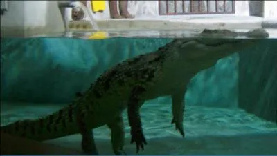Ne vous amusez pas  le faire, bien sr, mais comment pouvez-vous vous rendre matre d'un crocodile ?