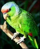 Comment s'appelle cet oiseau ?