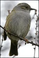 Comment s'appelle cet oiseau ?