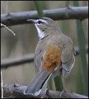 Comment s'appelle cet oiseau ?