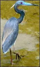 Comment s'appelle cet oiseau ?