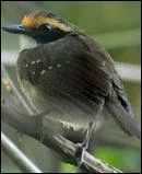 Comment s'appelle cet oiseau ?