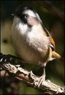 Comment s'appelle cet oiseau ?