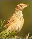 Comment s'appelle cet oiseau ?