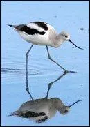 Comment s'appelle cet oiseau ?