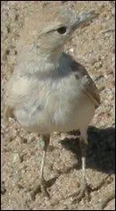 Comment s'appelle cet oiseau ?