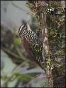 Comment s'appelle cet oiseau ?