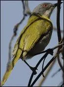 Comment s'appelle cet oiseau ?