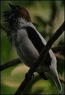 Comment s'appelle cet oiseau ?