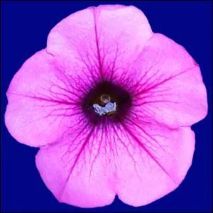 Quelle est cette fleur?