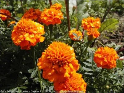 Quelle est cette fleur?