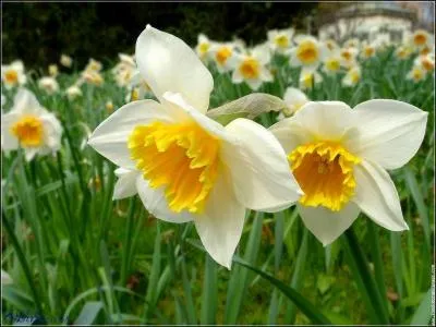 Quelle est cette fleur?