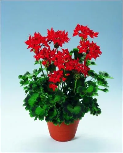 Quelle est cette fleur?