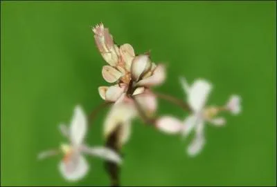 La fleur devrait vous mettre sur la voie, quel est cet animal ?
