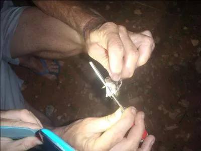 Ce serpent,  la morsure redoutable, vit en Amazonie guyanaise, de quel reptile s'agit-il ?