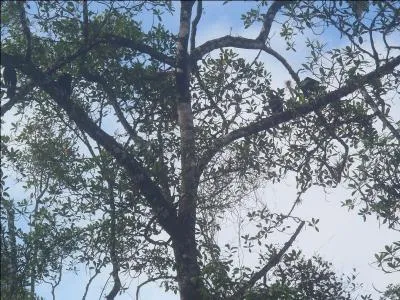 L'urubu est l'une des quelques espces de vautours vivant en Amazonie, combien en comptez-vous sur la photo ?