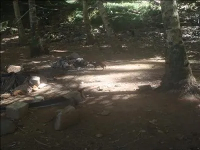 Sur les les du Salut, en particulier sur l'le Royale, vous pouvez observer une grande quantit de ces rongeurs guyanais et amazoniens, il s'agit de ...