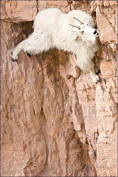 Je suis certain que vous avez un oeil de lynx, vous n'aurez donc pas de difficults  trouver le nom de cet animal !