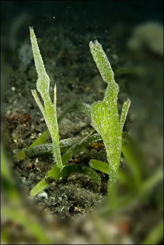 Que croyez-vous voir sur cette vue sous-marine !
