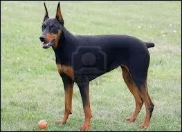 Quelle est la race de ce chien ?