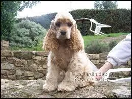 Quelle est la race de ce chien ?