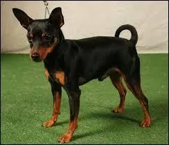 Quelle est la race de ce chien ?