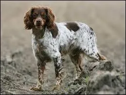 Quelle est la race de ce chien ?