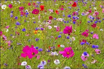 Laquelle de ces fleurs ne pousse que dans la montagne ?