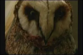 Dans ce vieux film d'horreur des annes 80, qui se droule dans un thtre, un tueur revt ce masque de hibou. Quel est le titre de ce film ?