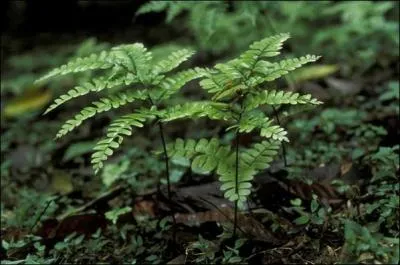 Trouvez le titre de cette comptine enfantine, grce  cette photo !