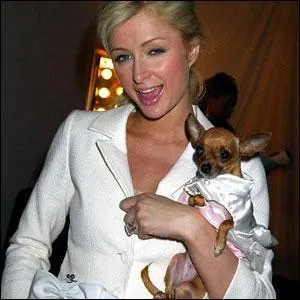 Ce Chiwawa est le petit trsor de :