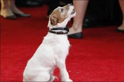 Uggie tait le chien de Jean Dujardin dans le film :