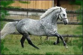 De quelle couleur est la robe du cheval sur la photo ?