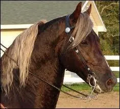 De quelle couleur est la robe de ce cheval ?