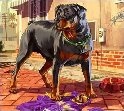 Comment s'appelle ce chien ?