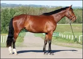 Comment se nomme la robe de ce cheval ?