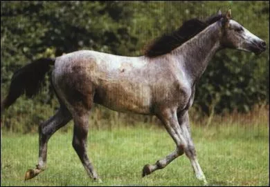 Comment se nomme la robe de ce cheval ?