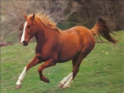 Comment se nomme la robe de ce cheval ?