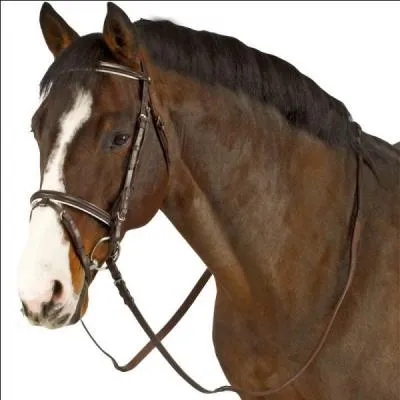 Que porte ce cheval au niveau de la tte ?