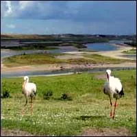 La réserve du Zwin permet d'admirer de superbes oiseaux. Dans quelle province se trouve-t-elle ?