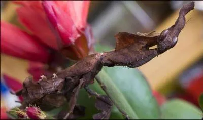 C'est un redoutable prdateur, on en connat de nombreuses espces !