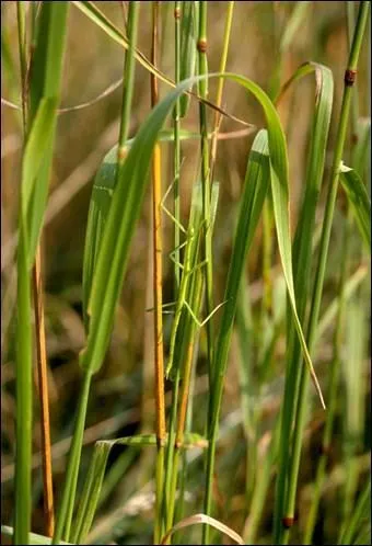 Ecartez doucement la vgtation, et dcouvrez cet insecte tonnant !