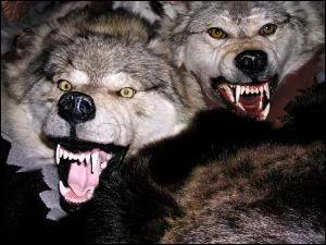 Dans quel massif le loup fait-il  nouveau son apparition en France en 1992 ?