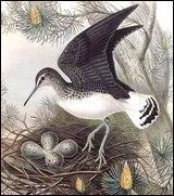 Comment se nomme ce magnifique oiseau ?