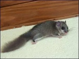 Le lrot est un petit mammifre des champs qui a pour habitude de chercher refuge dans les maisons ou autre btiment en hiver. Que ferez-vous si vous tes envahis pas les lrots ?