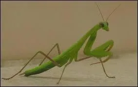 Animaux : Parmi ces animaux, laquelle des femelles dvore le mle ?